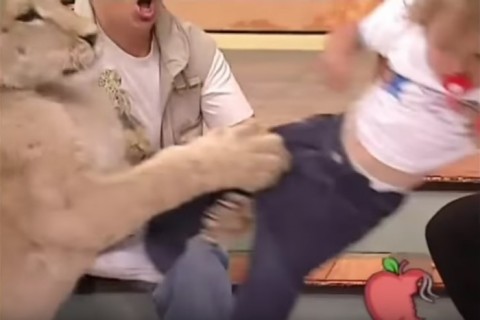 テレビ番組でスタジオに来たライオンが1～2歳の幼女に噛みつくとか酷い放送事故だよな
