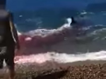 【動画】砂浜を歩いていたら海が血だらけになっている ⇒ 次の瞬間…！