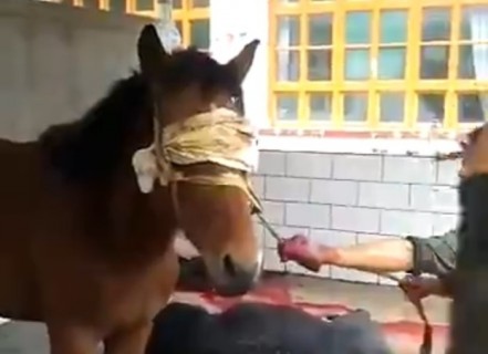 【閲覧注意】”食べる用” の馬がヤバい・・・（動画）