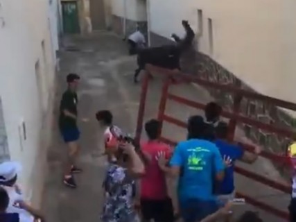 【動画】スペインの牛追い祭り、最悪の事態に・・・