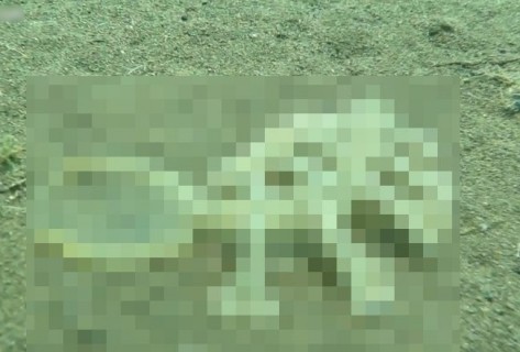 バリ島の海で ”誰も見た事がない” 化け物が発見される