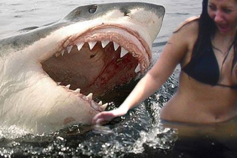 【超！閲覧注意】今さらだけど、伝説となった「サメに襲われた少女」の画像