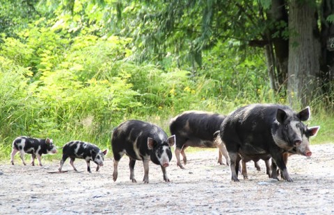 【閲覧注意】野グソ中のおばあちゃんの近くを ”豚の群れ” が通過した結果…（画像）