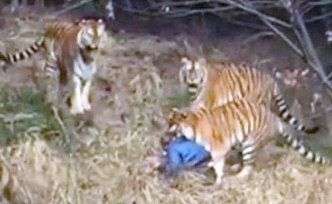 「動物園で男性が虎に襲われて死亡」の流出した映像がヤバい