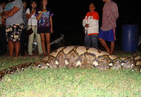 【閲覧注意】インドネシアで女の子が行方不明に ⇒ 近くで発見された巨大なヘビのお腹から出てきたもの・・・