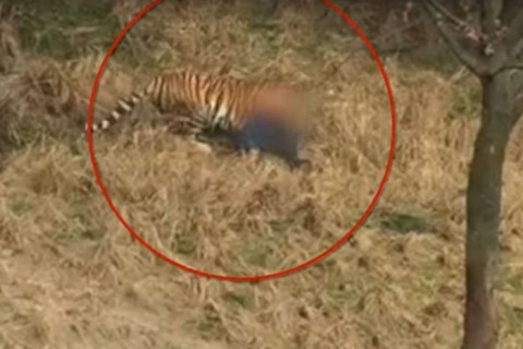 【閲覧注意】中国の動物園で人間が虎に食われた事件、恐ろしい映像が流出。よくこんなの撮れたな…