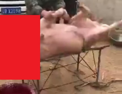 【閲覧注意】豚の首を切断した後の動きが怖すぎると話題に・・・（動画）