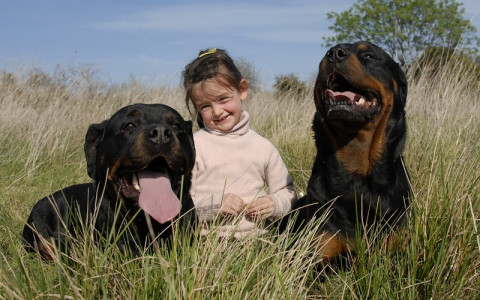 【閲覧注意】狂暴な３匹の犬が逃げ出し、そこに５歳の女の子がいた結果・・・（画像）
