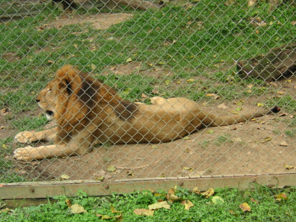 【閲覧注意】動物園で女性の叫び声が聞こえた。さっきライオンを近くで撮影していた女性の方からだ