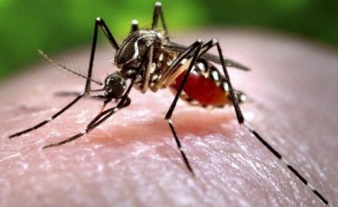 【閲覧注意】この写真を見てから「蚊」に刺されるのが怖くてしょうがない