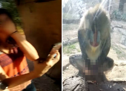 【動画】動物園でサルが女の子2人の目の前でオ●ニーして射精した結果・・・