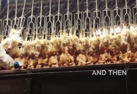 【閲覧注意】動物愛護団体がアップした ”一生お肉を食べられなくなる” 動画・・・