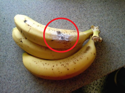 【閲覧注意】バナナにある「黒いシミ」。あれは絶対にちゃんと見た方がいい…（画像）