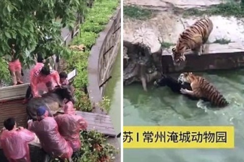 中国の動物園でトラの囲いの中に「生きているロバ」を投げ入れる動画が流出、大問題に
