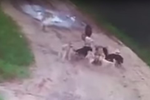 山道で数十匹の野良犬に人間が食い殺される映像が流出。怖すぎると世界中で話題に