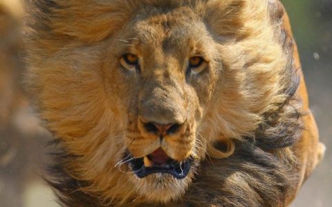 【閲覧注意】野生のライオン１匹 vs. 銃を持ったハンター６人…こうなるらしい…（動画）