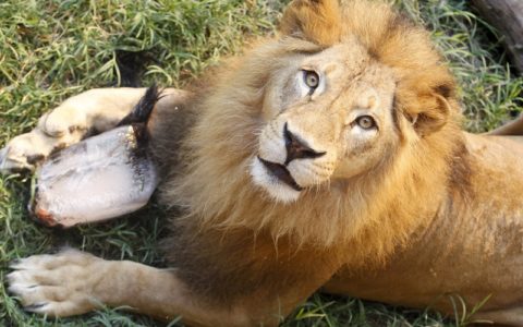 【閲覧注意】動物園のライオン、飼育員を ”エサ” だとしか思ってなかった・・・（画像）