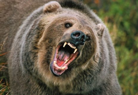 【閲覧注意】「女性が山でクマに襲われ奇跡の生還！」 ⇒ いや画像見たら・・・