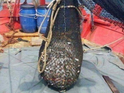 【閲覧注意】漁師さん、網で捕まえた大量の魚の中に、”タブーとされるもの” を発見してしまう・・・