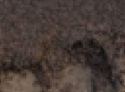 【閲覧注意】虫が人間の生息地域で ”乱交パーティー” した結果、とんでもない光景が出来上がる