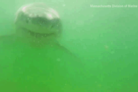 ホオジロザメに食われる人の目線カメラがマジでトラウマレベル