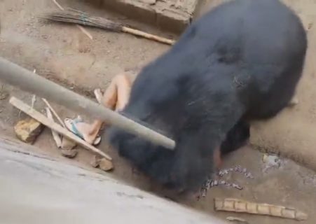 【閲覧注意】人間がガチで熊に食べられてる映像が世界中で話題に…これマジでヤバいわ