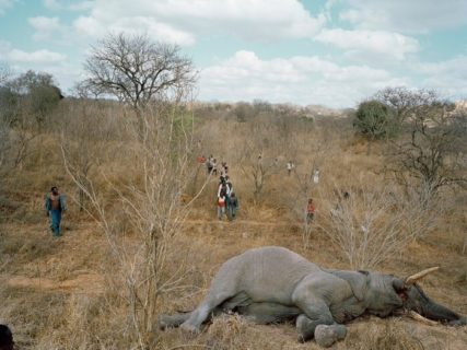 【閲覧注意】米ハンターがジンバブエの村の近くでゾウを撃ち殺した結果・・・とんでもない事に（画像）