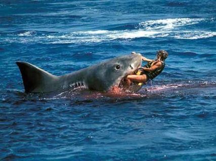 【閲覧注意】サメに襲われた知り合いを２３年ぶりに見かけたんだが・・・（画像）