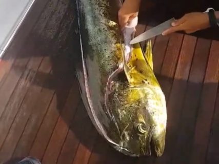 【動画】超巨大魚釣ったので捌いてみた結果・・・中から信じられないものが・・・