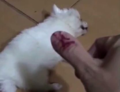 【閲覧注意】犬に噛まれた男がその犬を死ぬまで殴り続ける動画が大炎上中