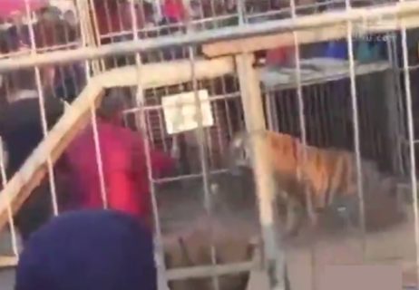 【衝撃動画】サーカスでトラが檻から飛び出し観客たちを襲う・・・中国で地獄絵図