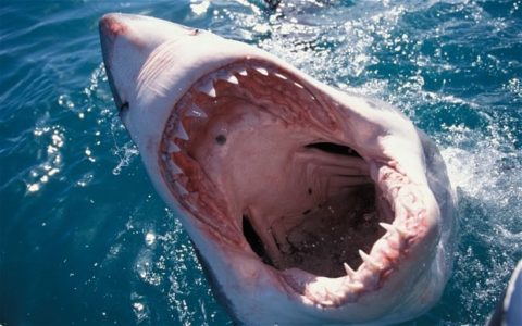 【閲覧注意】５日前の、ビーチでサメに襲われた２２歳男性の画像がヤバすぎる