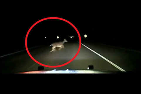 【閲覧注意】時速１８０ｋｍ／ｈで鹿と衝突した結果・・・車がクソヤバい事に（動画）