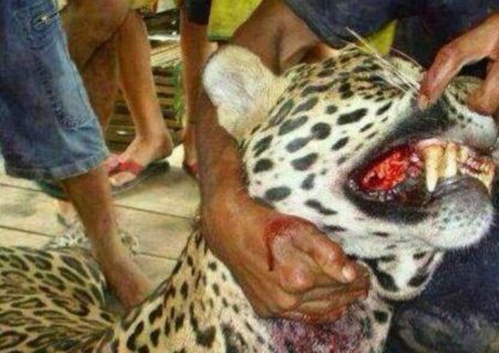 【閲覧注意】南米アマゾンのジャングルで ”最も強い生物” に襲われた人間の姿がこちら（画像）