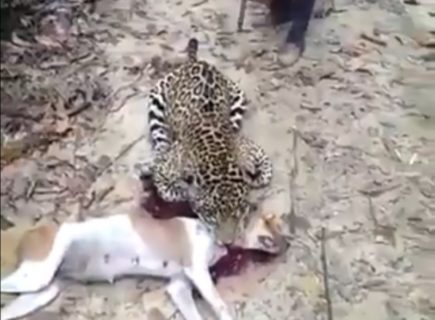 【衝撃映像】ジャングル最強の生物、人間が飼ってる犬に手を出しこうなる…（動画あり）