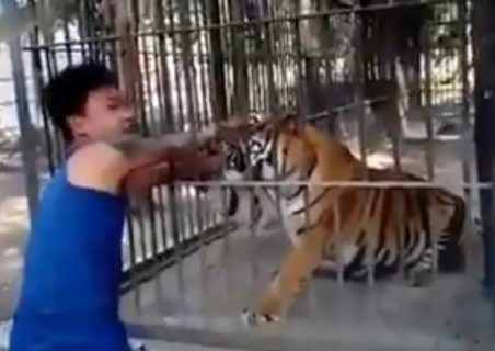 【衝撃】ペットでトラを飼ってる男「絶対に襲わないよｗ」 ⇒ 結果…（動画あり）