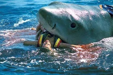 【超！閲覧注意】サメに襲われた人間、伝説の画像