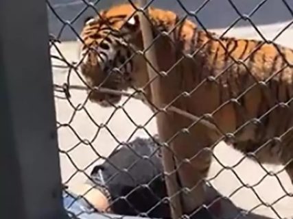 【衝撃映像】動物園のトラの檻の中で人が死んでる