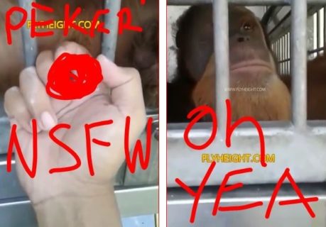【超狂気】オランウータンへの性的虐待ビデオがマジキチすぎる・・・・・（動画あり）