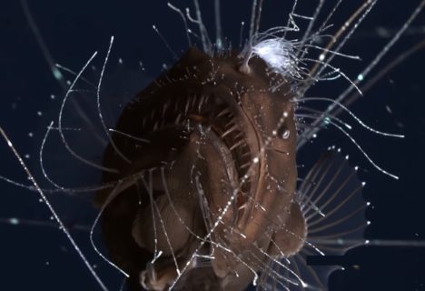 【衝撃】深海８００ｍで怪物のようなクリーチャーの交尾を撮影する事に成功。世界初の超貴重映像