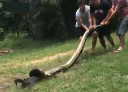 【衝撃】アマゾンの住民「飼ってる犬がアナコンダに襲われた！今から助ける！」（動画あり）