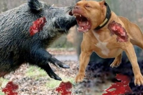 【衝撃映像】世界最狂の犬と巨大イノシシを死ぬまで戦わせてみた！（動画あり）
