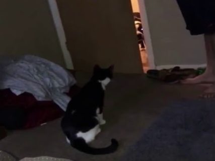 【動画】バカップル「私のネコと彼氏のピットブル、今から初対面！」 ⇒ 最悪の展開に