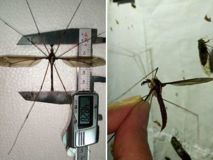 【恐怖】中国で全身の血を吸い尽くされそうな「世界最大の蚊」が発見される…（画像あり）