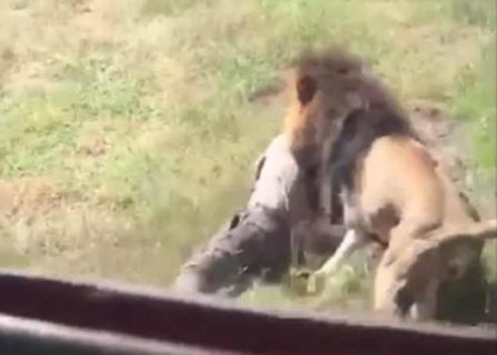 【超恐怖】南アフリカで人間がライオンに襲われる映像。怖すぎると世界中で話題に（動画あり）