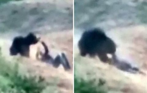 【超恐怖】巨大熊に人間が殺される一部始終を撮影したビデオが世界中で話題に