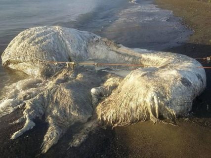 【恐怖】フィリピンのビーチに謎の巨大生物。全身に毛が生えており、真っ白で、異様な臭い