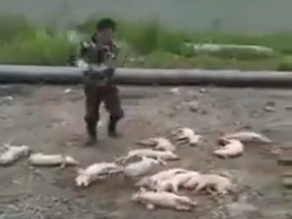 【閲覧注意】豚肉の工場から流出した映像。二度と豚肉が食べられなくなるほどの衝撃