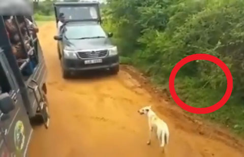 【衝撃映像】アフリカの観光客、ヒョウの縄張りに犬をおびき寄せ大炎上… ⇒ 犬はこうなりました