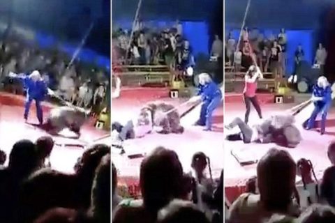 【衝撃映像】ロシアのサーカス団、人間がクマに襲われてる地獄絵図を観客に見せ付ける・・・